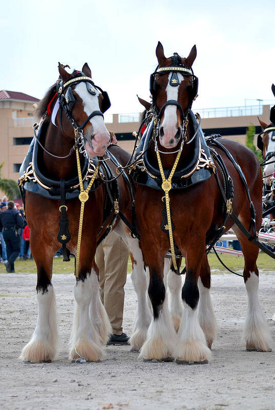 Clydesdales Art Print featuring the photograph Clydesdales 3 by Amanda Vouglas