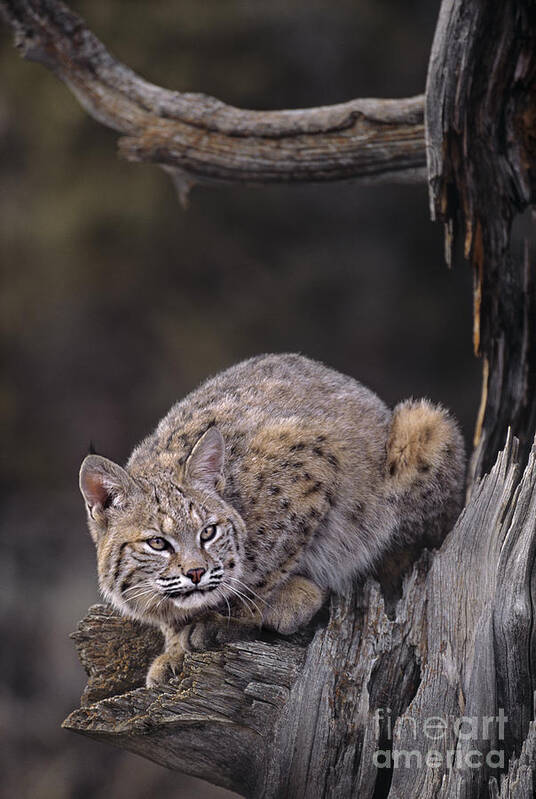 North America Art Print featuring the photograph Crouching Bobcat Montana Wildlife by Dave Welling