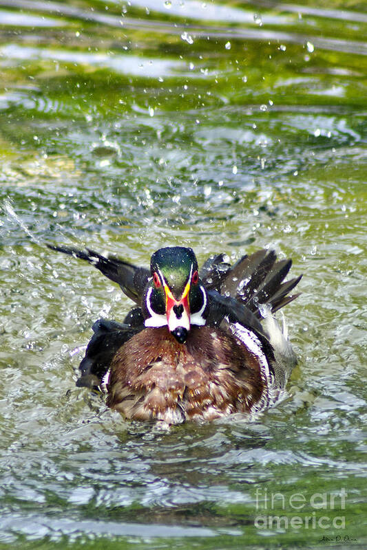 Wood Duck Art Print featuring the photograph FRISKY - wood duck by Adam Olsen