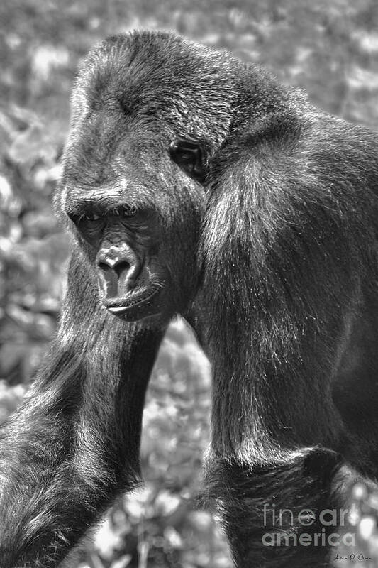 Silverback Art Print featuring the photograph George of the Jungle by Adam Olsen