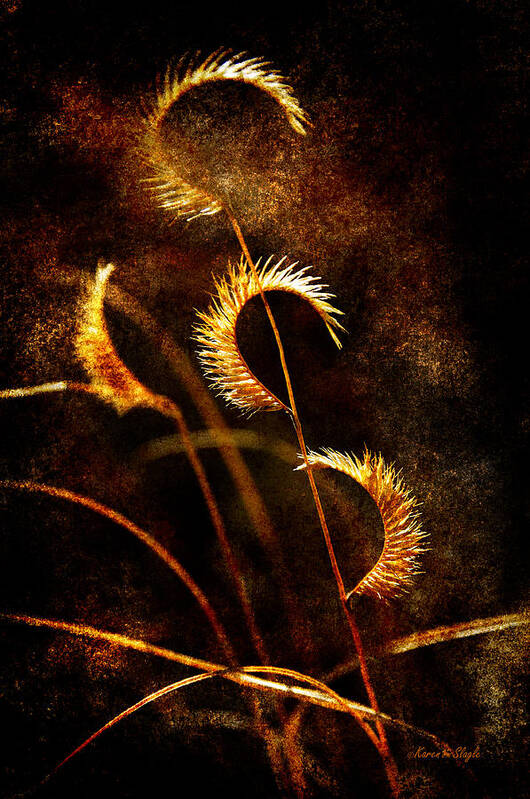 Grasses Art Print featuring the photograph Gone to Seed by Karen Slagle