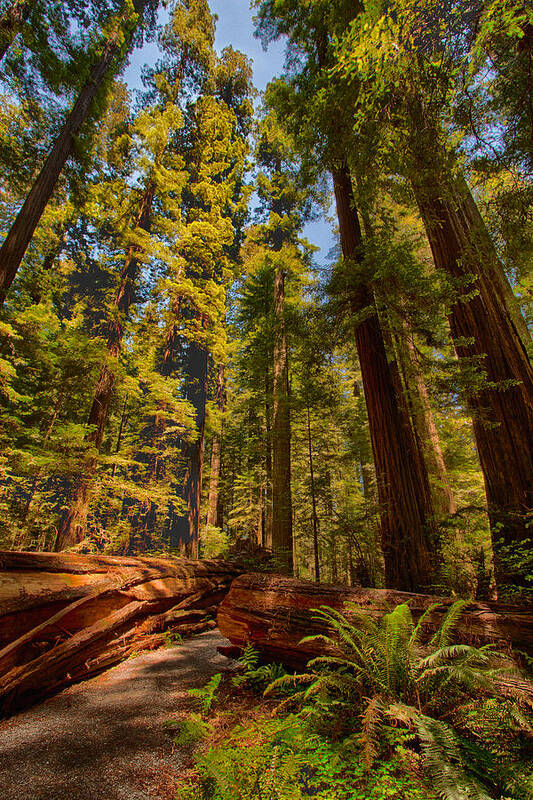 California Art Print featuring the photograph Hikers Paradise - California Redwoods I by Dan Carmichael