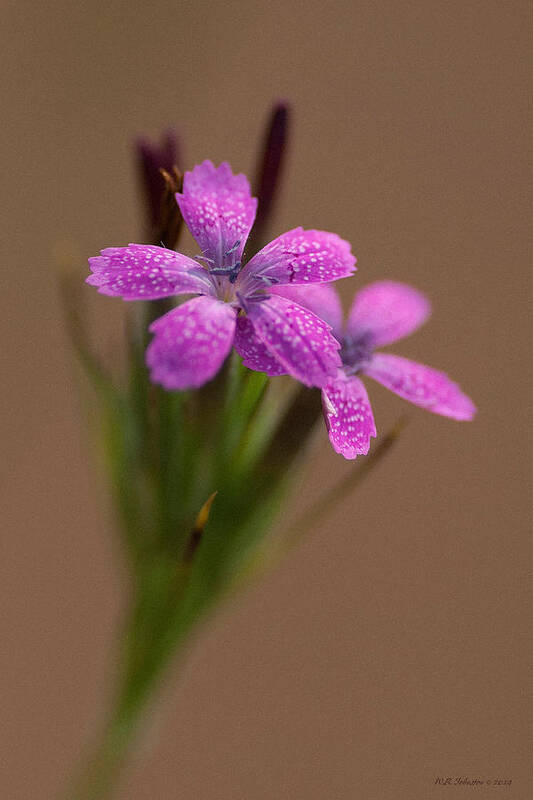 Flower Art Print featuring the photograph Little Purple by WB Johnston