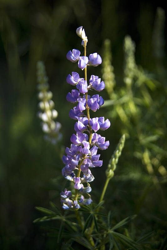 Lupine Art Print featuring the photograph Lupine Echoes by Morris McClung