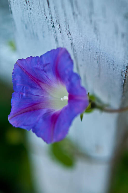 Morning Art Print featuring the photograph Morning Glory by Thomas Hall