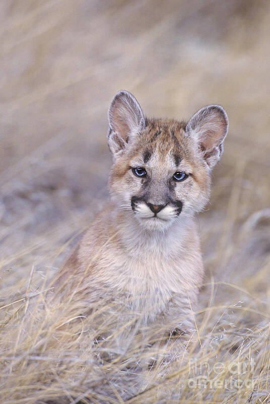 North America; Wildlife; Mammal; Moutain Lion Art Print featuring the photograph Mountain Lion Cub in Dry Grass by Dave Welling