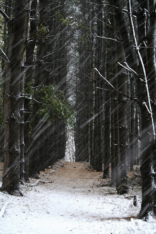 Landscapes Art Print featuring the photograph Pines in Snow by Matthew Pace