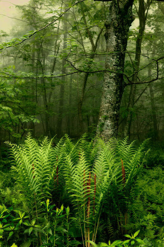 Blue Ridge Parkway Art Print featuring the photograph Spring Ferns of the Blue Ridge 3 by Dan Carmichael