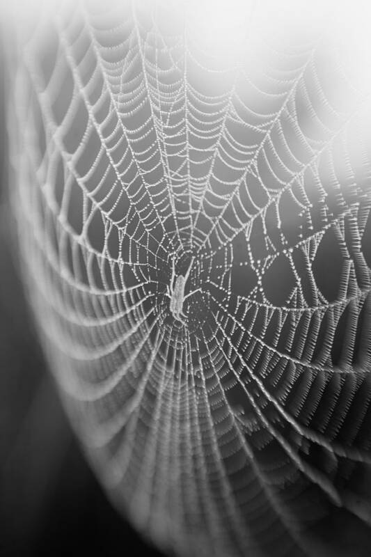 Spyder Web Art Print featuring the photograph Spyder Web by Matthew Pace