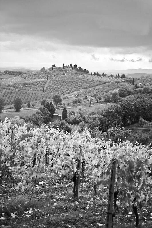 Vineyard Landscape Art Print featuring the photograph Vineyard Landscape Chianti by Robert Klemm