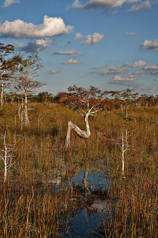 Florida Art Print featuring the photograph Z Tree by Matthew Pace