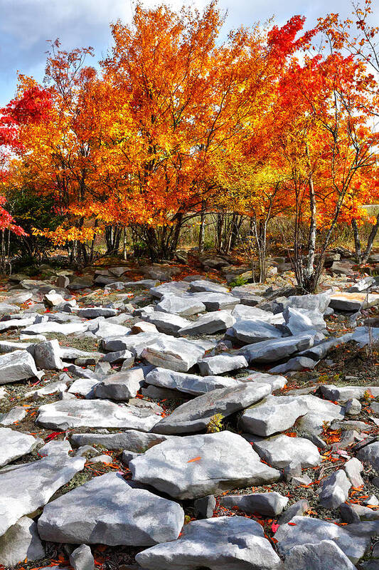 Fall Colors Art Print featuring the photograph Fall Color Trees and Rocks - West Virginia by Dan Carmichael