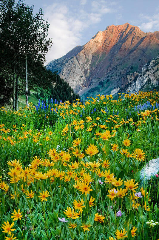 Little Cottonwood Canyon Art Print featuring the photograph Wasatch Mountains #5 by Douglas Pulsipher