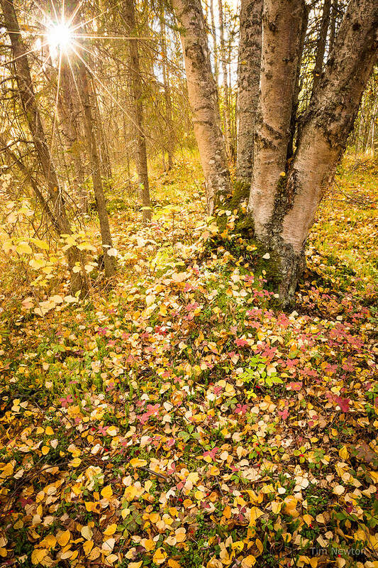 Alaska Art Print featuring the photograph Autumn Forest Scene by Tim Newton