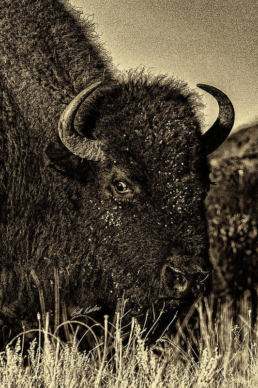 2017 November Art Print featuring the photograph Bison Wild Eye - Black-and-White by Bill Kesler