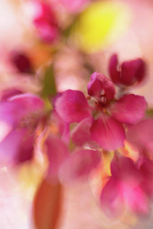 Flower Art Print featuring the photograph Crabapple Pink by Pamela Taylor