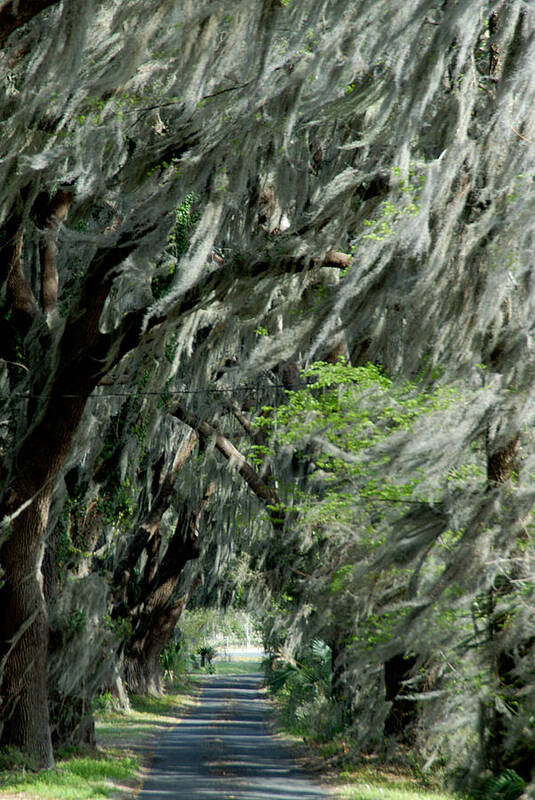 Moss Art Print featuring the photograph Florida road by David Campione