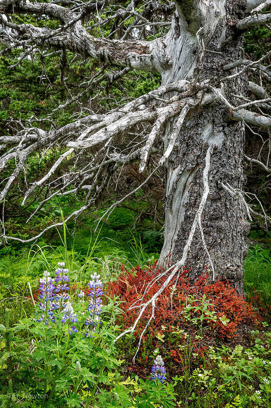 Alaska Art Print featuring the photograph Forest Scene by Tim Newton