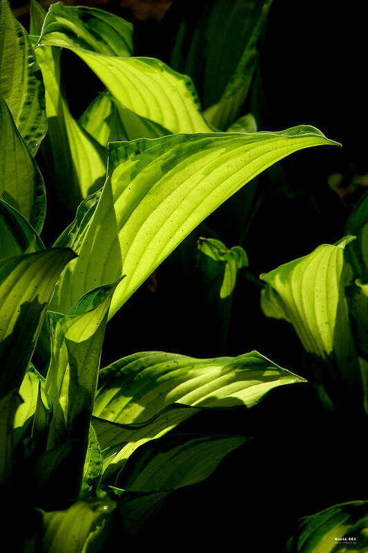 Hosta Art Print featuring the photograph Hosta 561 by Brian Gryphon