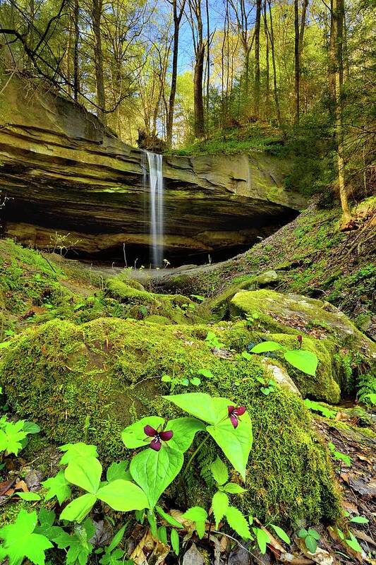 Nature Landscape Waterfall Trillium Kentucky Big South Fork River Yamacraw Princess Falls Spring Art Print featuring the photograph Julia Lynn Falls by Jeff Burcher