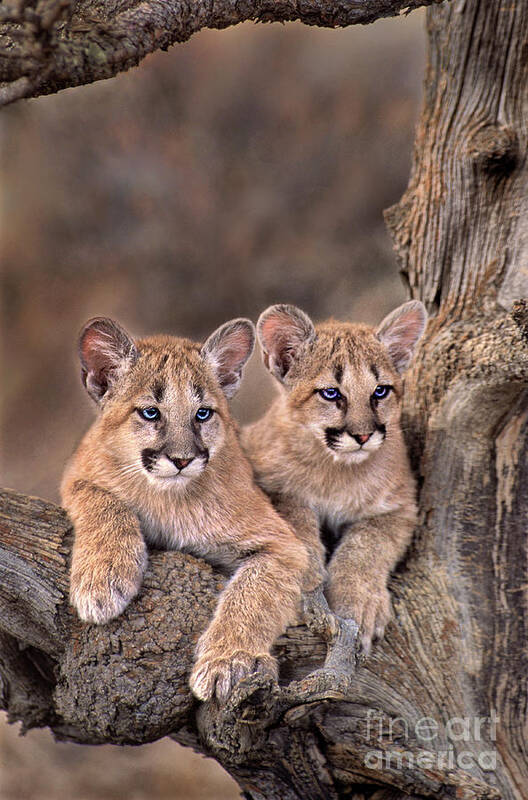 Dave Welling Art Print featuring the photograph Mountain Lion Cubs Felis Concolor Captive by Dave Welling