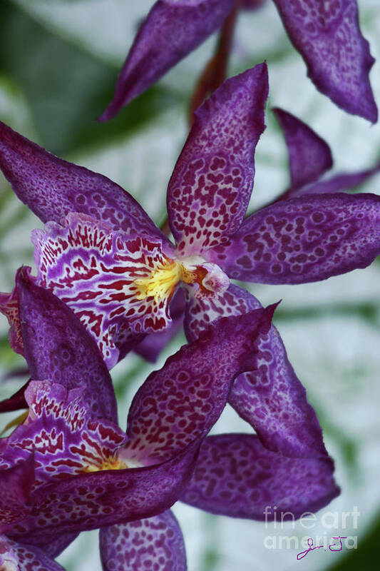 Orchids Art Print featuring the photograph Orchid Awakening by John F Tsumas