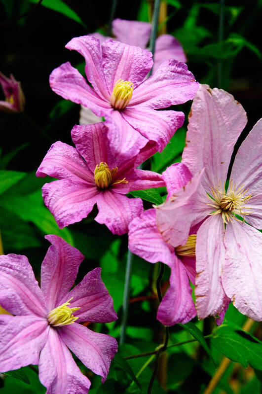 Flowers Art Print featuring the photograph Pink Clematis by Louis Dallara