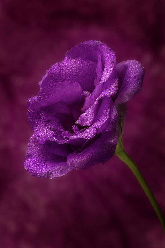 Flowers Art Print featuring the photograph Purple Blossom with morning dew by Garry McMichael