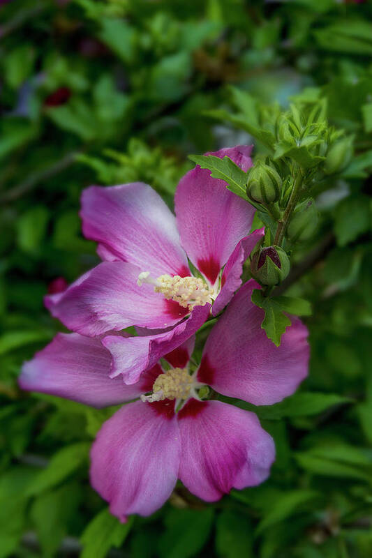 Flowers Art Print featuring the photograph Rose of Sharon Hibiscus Vertical by Garry McMichael