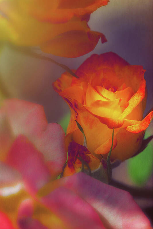 Soft Art Print featuring the photograph Soft Lit Rose by Thomas Hall