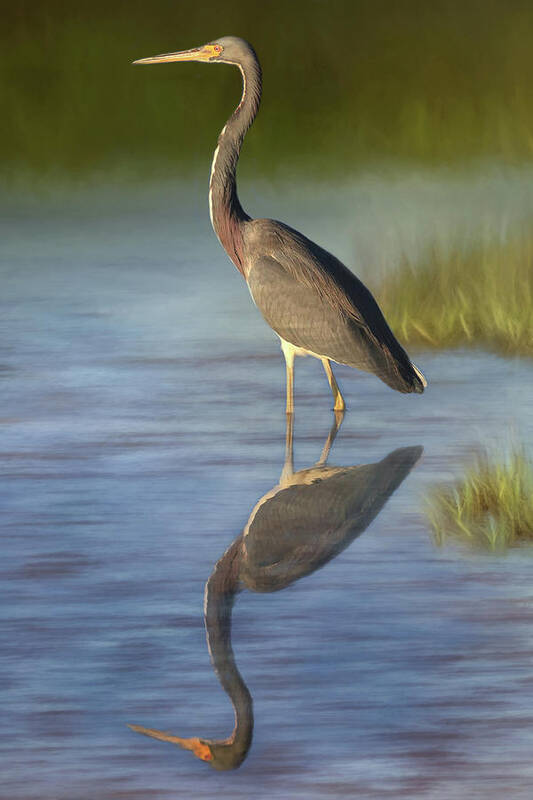 Tri-colored Heron Art Print featuring the photograph Tri-colored Reflections by Donna Kennedy