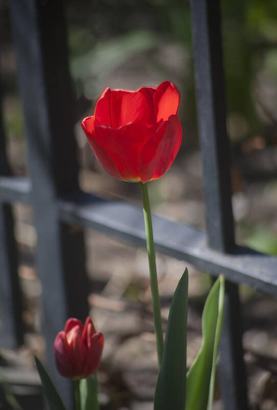  Flower Art Print featuring the photograph Tulip and Garden Fence by Morris McClung