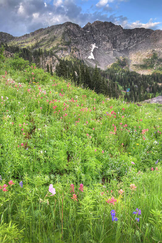 Meadows Art Print featuring the photograph Wildflowers in Albion Basin by Douglas Pulsipher