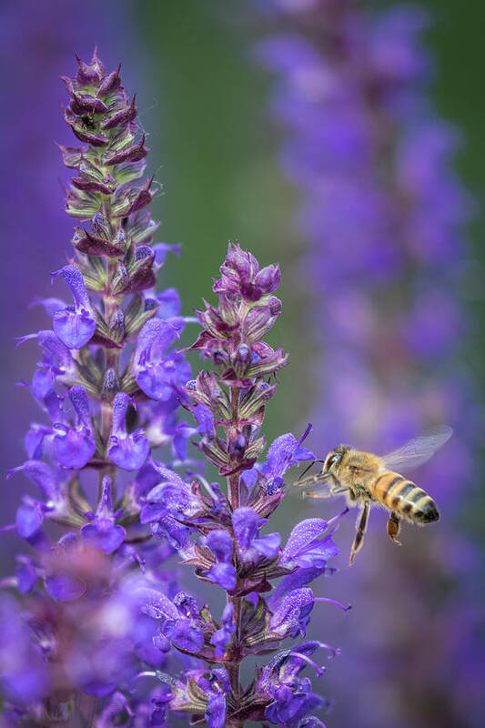 Energy Art Print featuring the photograph Busy Bee by Scott Bean