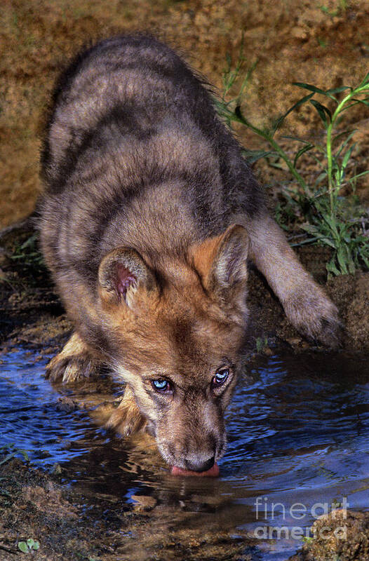 Gray Wolf Art Print featuring the photograph Gray Wolf Pup Endangered Species Wildlife Rescue by Dave Welling