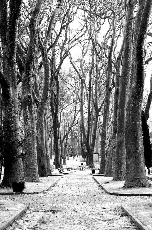 Path At Gulhane Park Art Print featuring the photograph Path at Gulhane Park Istanbul by John Rizzuto