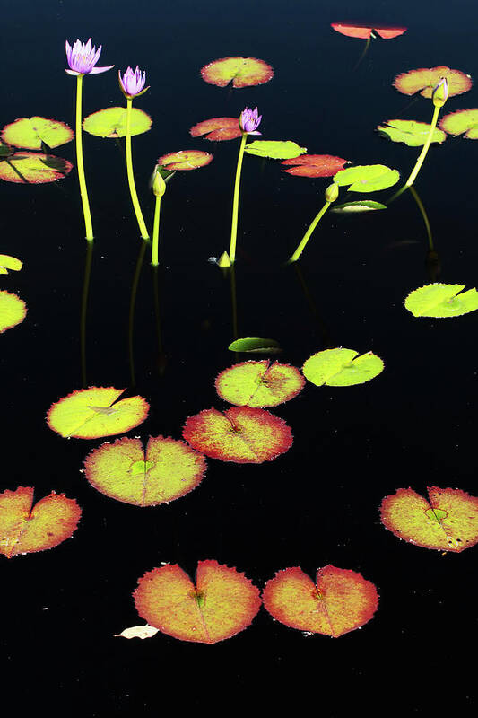 Pond Art Print featuring the photograph Pond #1 by Rick Perkins