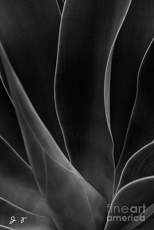 Macro Art Print featuring the photograph My Curves by John F Tsumas