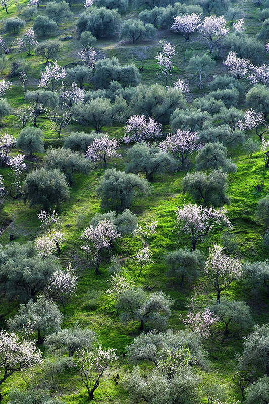 Almonds Art Print featuring the photograph Almond and Olive trees by Gary Browne