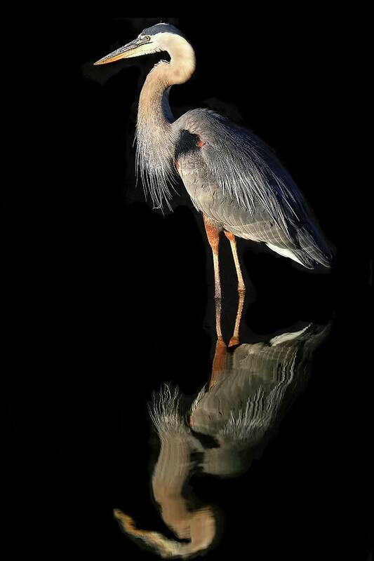 Great Blue Heron Art Print featuring the photograph And Then There Were Two by Donna Kennedy