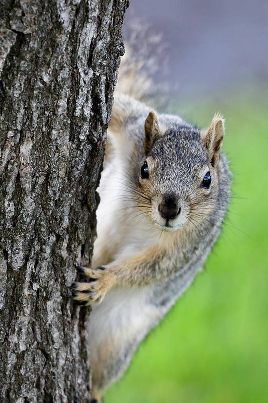 Squirrel Art Print featuring the photograph Are you looking at me? by Gary Geddes