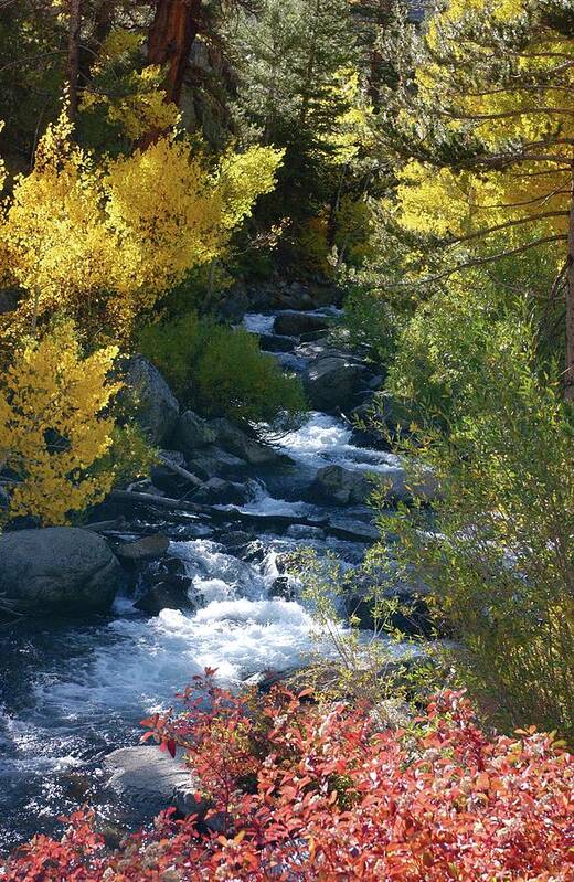 Bishop Creek Art Print featuring the photograph Fall Color and Sun Rays on Bishop Creek by Bonnie Colgan