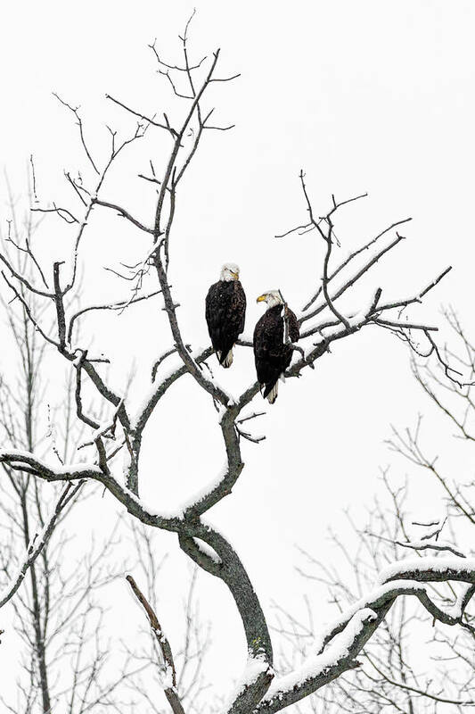 Bald Eagle Art Print featuring the photograph Eagle Love by Martina Abreu