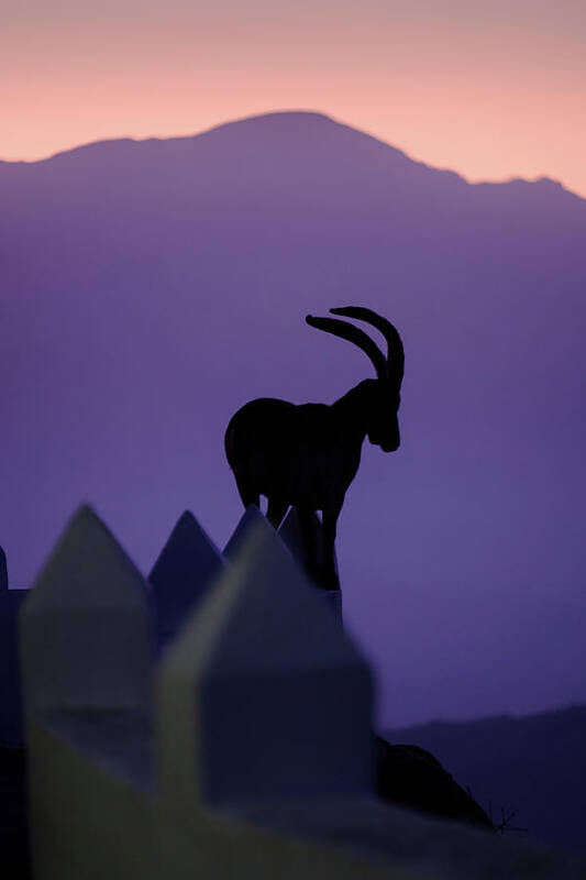 Andalucia Art Print featuring the photograph Ibex and Mount Maroma by Gary Browne