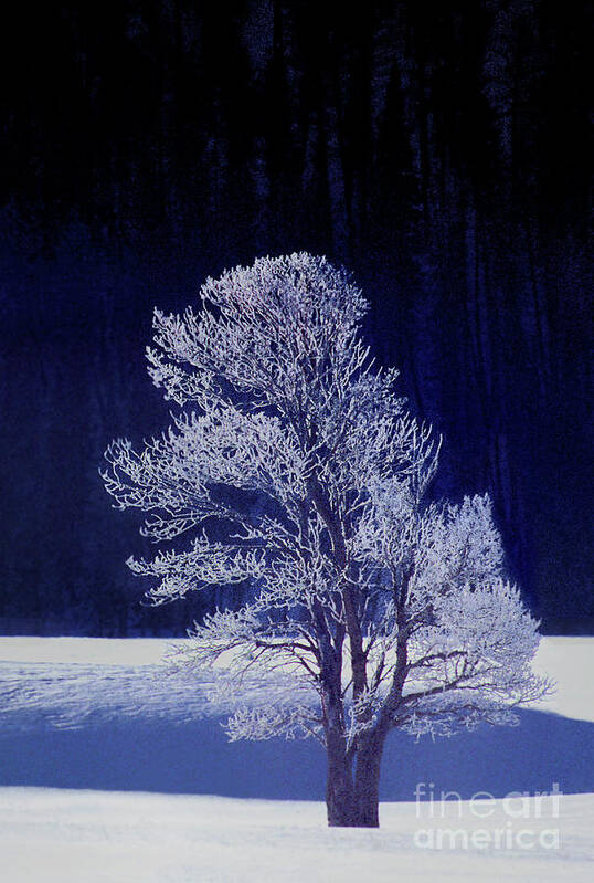 Dave Welling Art Print featuring the photograph Lonely Rime Ice Covered Tree Yellowstone National Park by Dave Welling