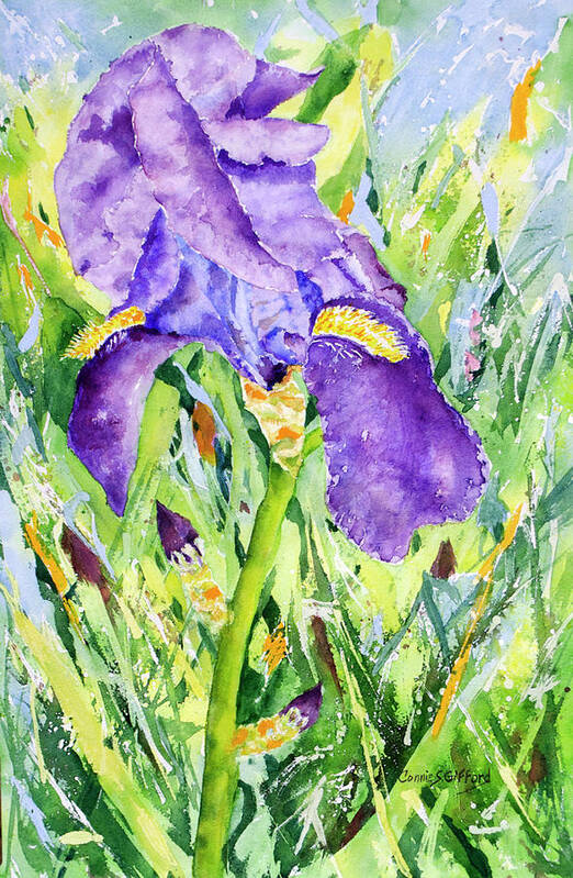 Purple Iris of Spring by Connie S. Gifford by Connie Gifford