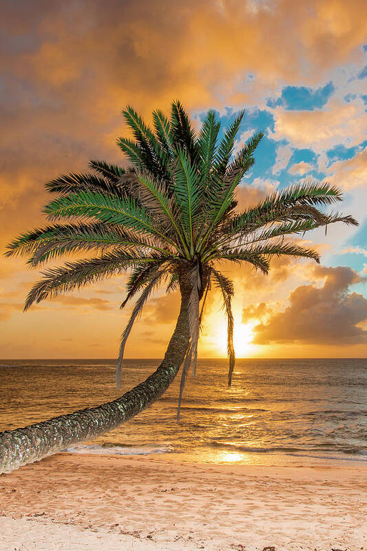 Sunset Beach Oahu Hawaii Palm Tree Art Print featuring the photograph Sunset Beach Oahu Hawaii by Leonardo Dale