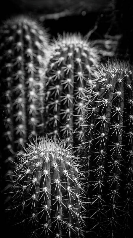 Background Art Print featuring the photograph Cacti by Mike Fusaro