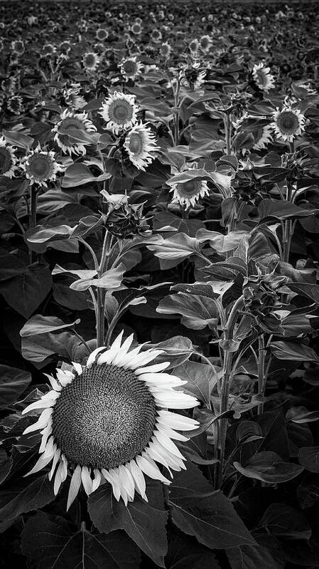 Agriculture Art Print featuring the photograph Sunflowers by Mike Fusaro