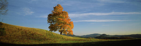 Photography Art Print featuring the photograph Sugar Maple Tree On A Hill, Peacham #1 by Panoramic Images